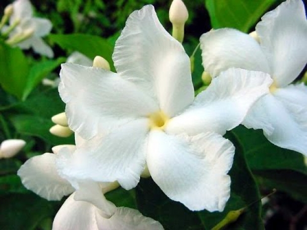 5 ต้นไม้ดอกสีขาว ปลูกในบ้าน เพิ่มความสดชื่น ผ่อนคลาย สบายตา