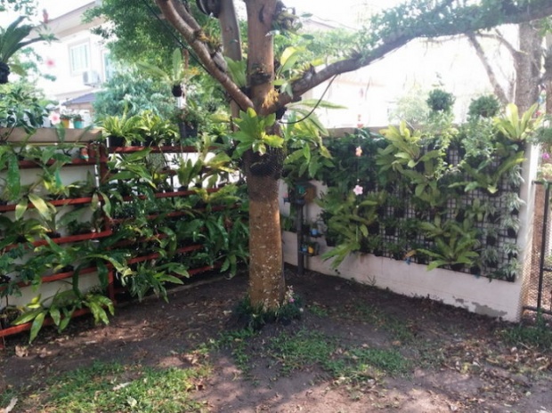 ไอเดีย DIY “สวนแนวตั้ง” สร้างบรรยากาศสดชื่นในรั้วบ้าน